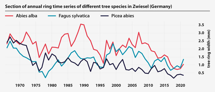 Jahrringzeitreihen von verschiedenen Baumarten in Zwiesel (Deutschland)