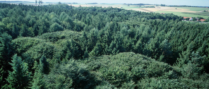 Foto: TUM – Luftbildaufnahme des Kranzberger Forstes