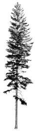 Punktwolke einer Picea abies